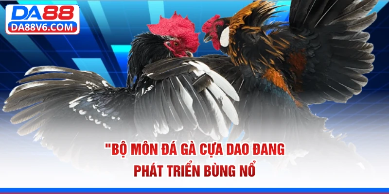 Bộ môn đá gà cựa dao đang phát triển bùng nổ