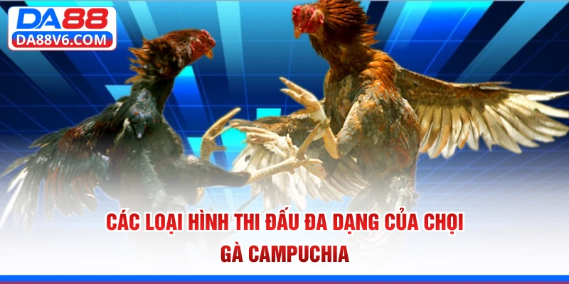 Đá Gà Campuchia Tại Da88 - Sân Chơi Cá Cược Kịch Tính Nhất 3 Các loại hình thi đấu đa dạng của chọi gà Campuchia