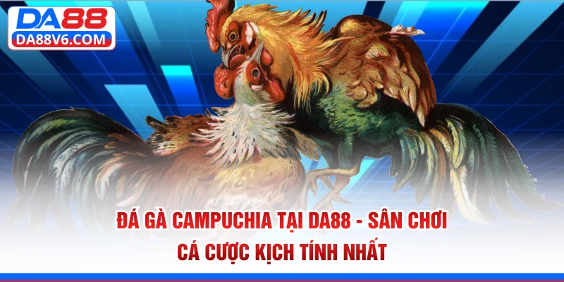 Đá Gà Campuchia Tại Da88 - Sân Chơi Cá Cược Kịch Tính Nhất 1 đá gà Campuchia